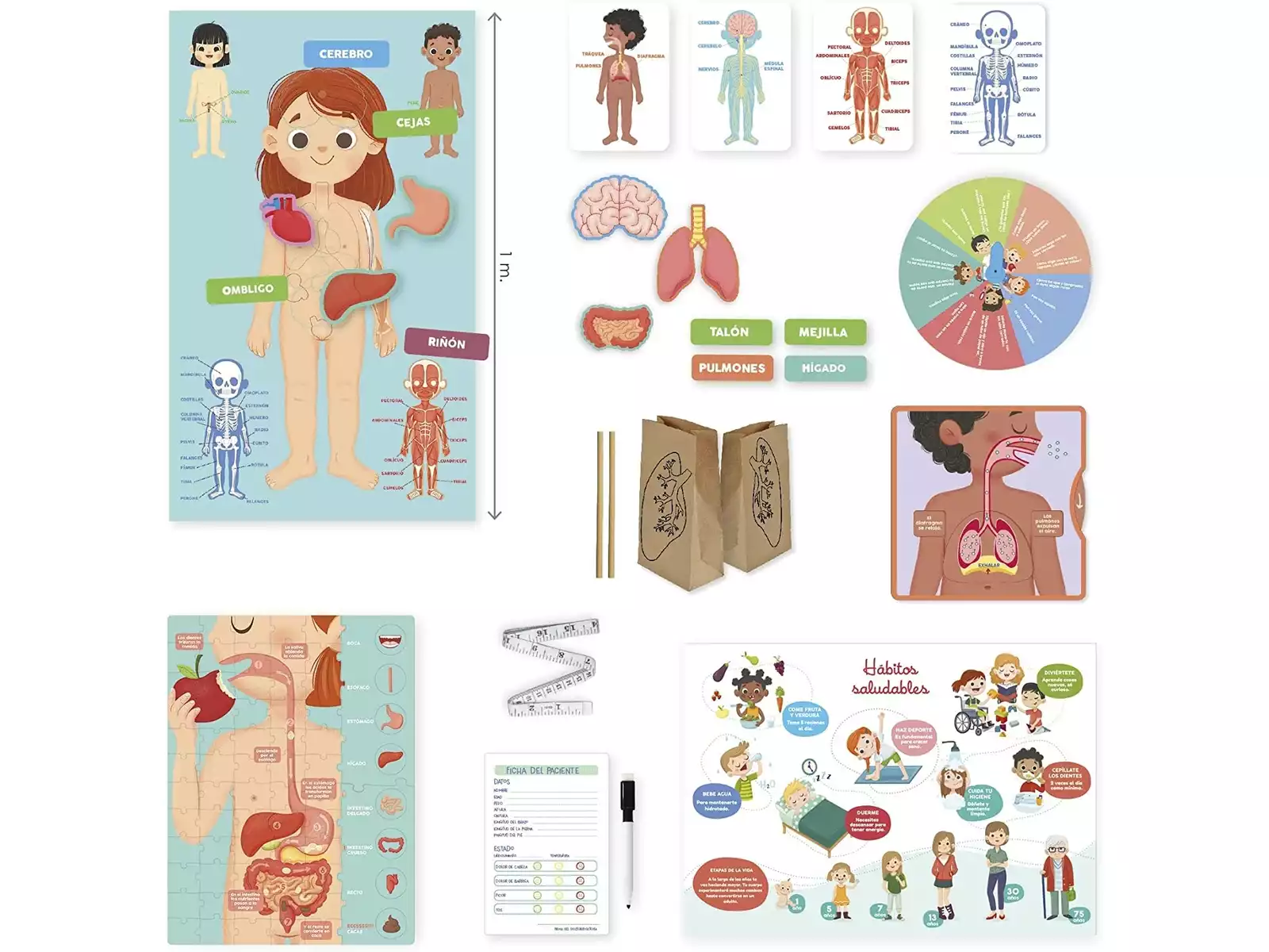 Aprendo en positivo - El cuerpo humano - Imagen 2