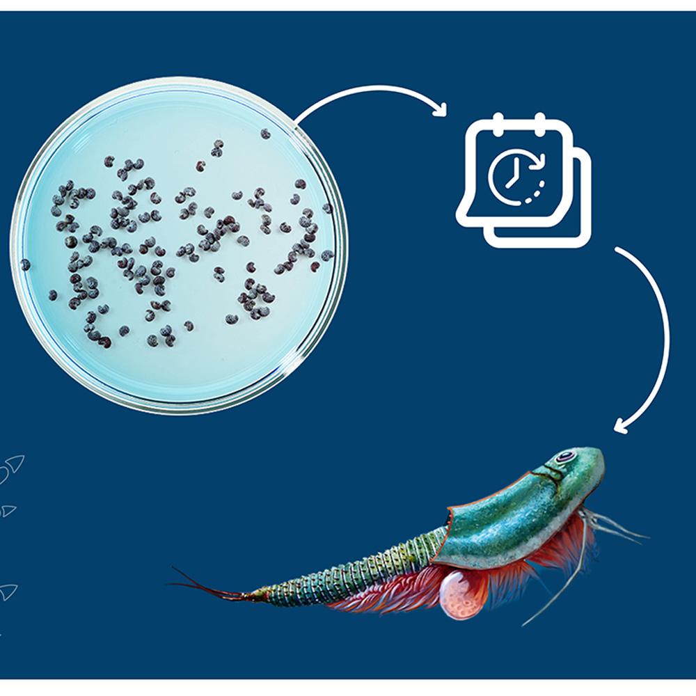 Set de Cultivo Criaturas Marinas de los Triops - Imagen 4